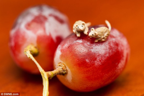 兩只微型老鼠在一顆葡萄上休息。 兩只微型老鼠在一顆葡萄上休息。