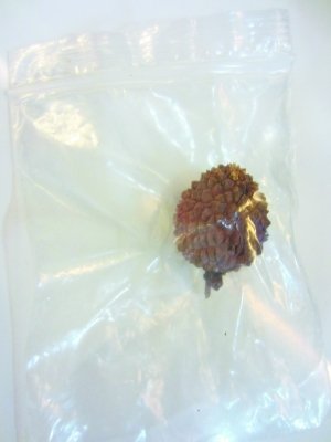 廣東順德建“分手博物館” 舉行告別舊愛儀式