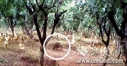 農戶半夜播“最炫民族風”驅趕野豬效果明顯