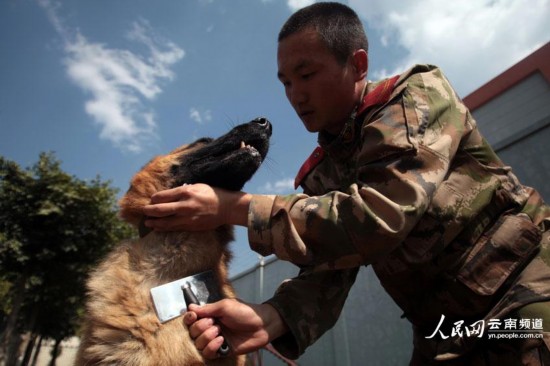 下午,蔣玉濤為警犬黑豹梳理毛發。