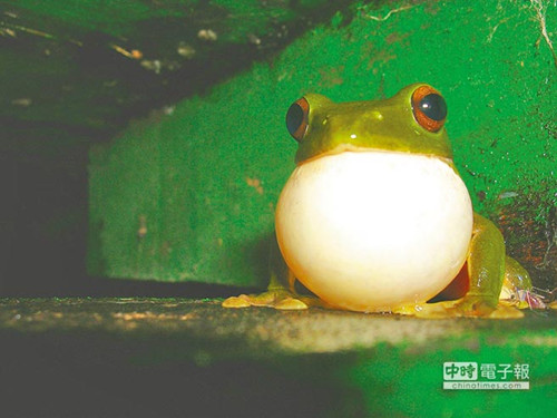 想看全臺最小貓頭鷹?臺灣生命大百科揭秘(圖)