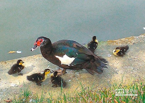 臺中公園黑色小鴨惹眼不輸黃色小鴨(圖)