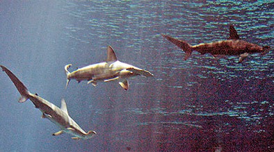 香港6條鯊魚離奇死亡海洋公園深入調查“擒兇”