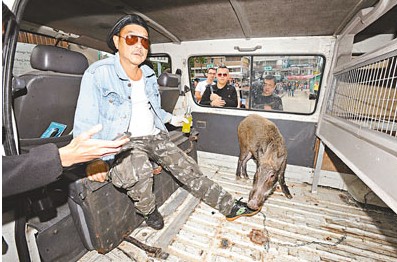 港男子海濱遛豬被拘捕稱明星都叫他“阿叔”(圖)