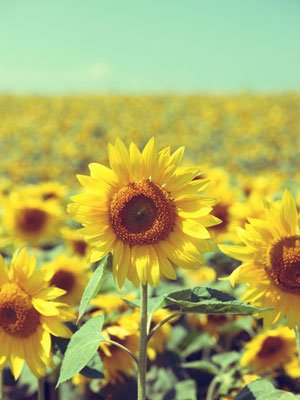 11月星座運(yùn)勢(shì)最排名