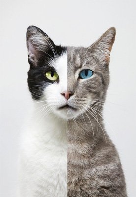 12生肖11月事業運勢