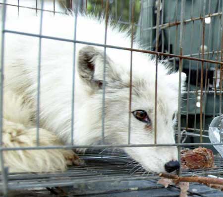 小狐貍遭亂石襲擊獲救 裝瘸博同情迅速逃離(圖)